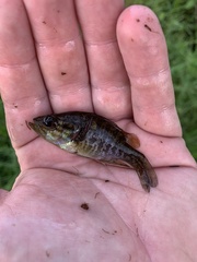 Lepomis gulosus