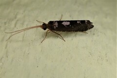 Polycentropodidae