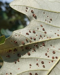 Neuroterus umbilicatus