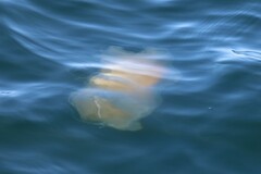 Phacellophora camtschatica