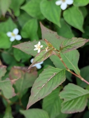 Persicaria runcinata