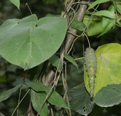 Matelea carolinensis