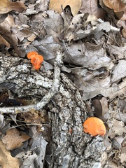 Trametes cinnabarina