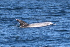 Grampus griseus