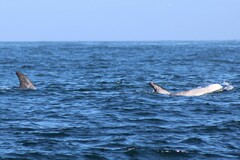 Grampus griseus