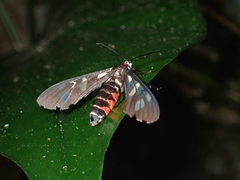 Arctiinae