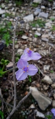 Tradescantia