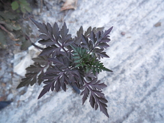 Bidens