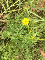 Bidens trichosperma