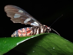 Arctiinae