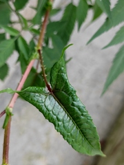 Persicaria senticosa