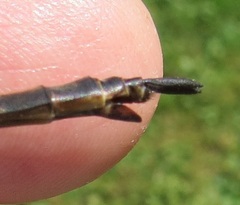 Somatochlora walshii