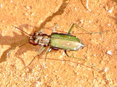 Cicindela punctulata