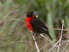 Leistes militaris