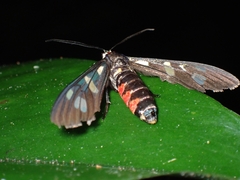 Arctiinae