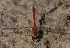 Sympetrum obtrusum
