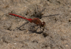 Sympetrum obtrusum