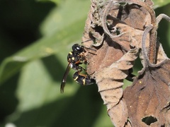 Leptochilus republicanus