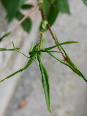 Persicaria senticosa