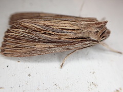 Ichneutica steropastis