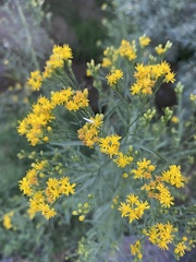 Euthamia occidentalis