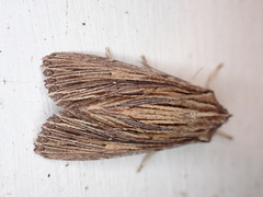 Ichneutica steropastis