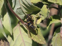 Leptochilus republicanus
