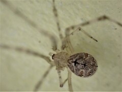 Cryptachaea gigantipes