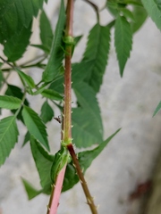 Persicaria senticosa