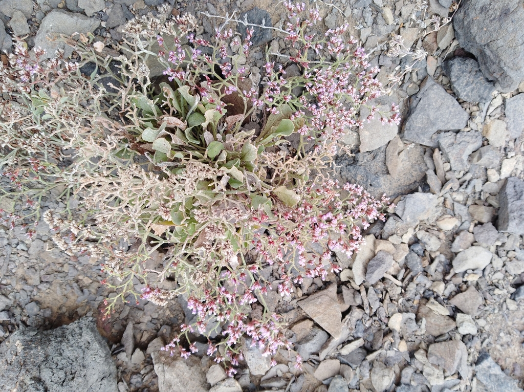 Limonium brunneri