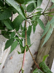 Persicaria senticosa
