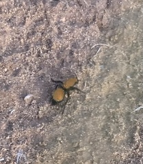 Dasymutilla bioculata