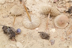 Entoloma