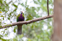 Ptilinopus magnificus