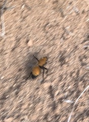 Dasymutilla bioculata