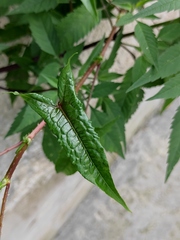 Persicaria senticosa