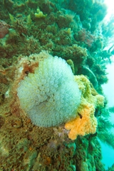 Clavelina moluccensis