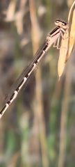 Enallagma carunculatum