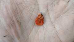 Crepidotus cinnabarinus