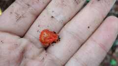 Crepidotus cinnabarinus