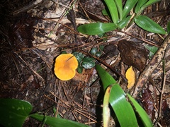 Cantharellus minor