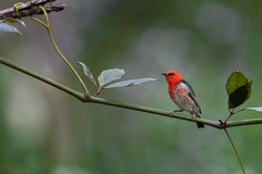 Myzomela sanguinolenta