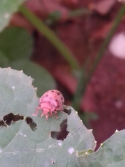 Epilachna varivestis