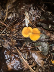 Cantharellus minor