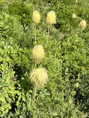 Pulsatilla occidentalis