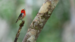 Myzomela sanguinolenta