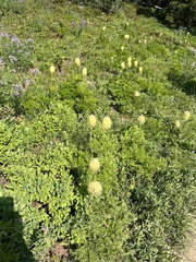 Pulsatilla occidentalis