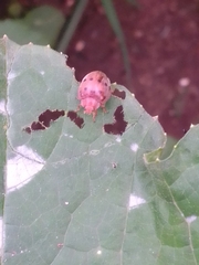 Epilachna varivestis