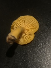 Cantharellus minor