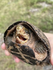 Sternotherus odoratus